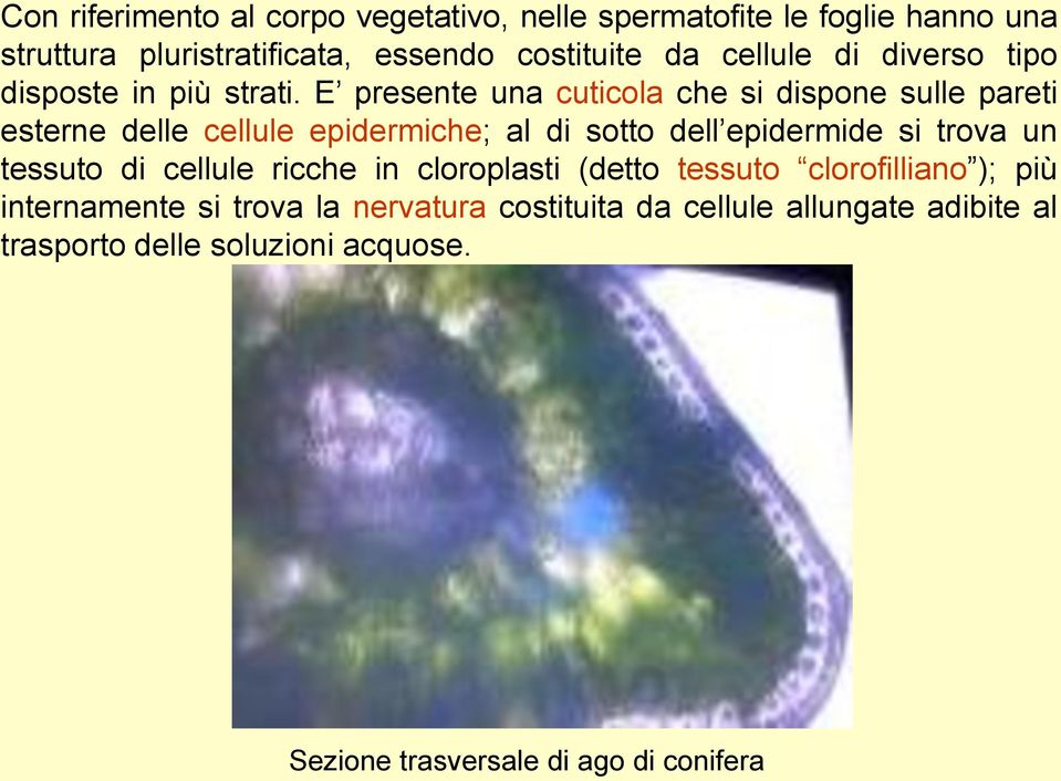 E presente una cuticola che si dispone sulle pareti esterne delle cellule epidermiche; al di sotto dell epidermide si trova un