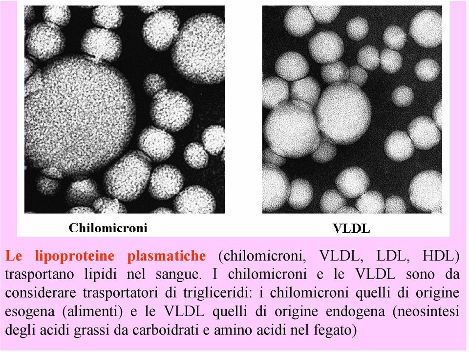 I chilomicroni e le VLDL sono da considerare trasportatori di trigliceridi: i