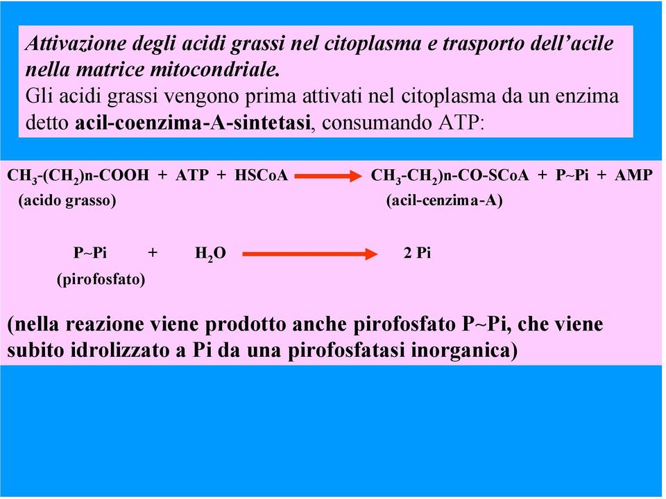 CH 3 -(CH 2 )n-cooh + ATP + HSCoA (acido grasso) CH 3 -CH 2 )n-co-scoa + P~Pi + AMP (acil-cenzima-a) P~Pi + H 2 O 2