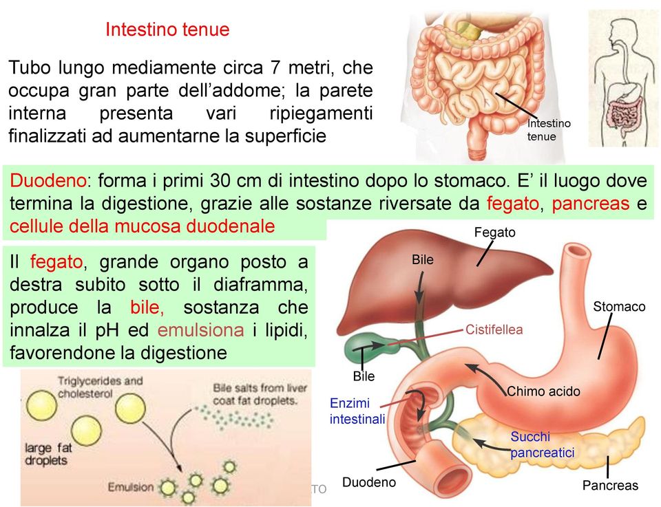 E il luogo dove termina la digestione, grazie alle sostanze riversate da fegato, pancreas e cellule della mucosa duodenale Fegato Il fegato, grande organo