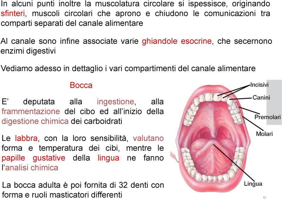 E deputata alla ingestione, alla frammentazione del cibo ed all inizio della digestione chimica dei carboidrati Le labbra, con la loro sensibilità, valutano forma e temperatura