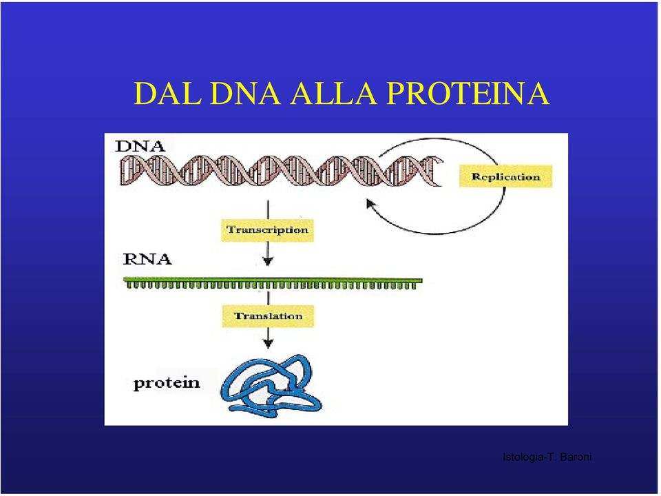 PROTEINA