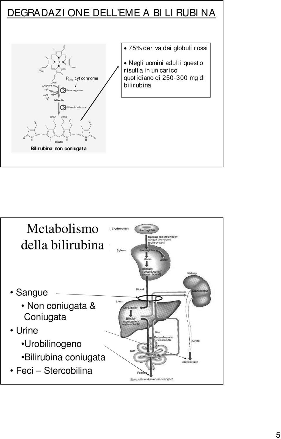 250-300 mg di bilirubina Bilirubina non coniugata Metabolismo della bilirubina