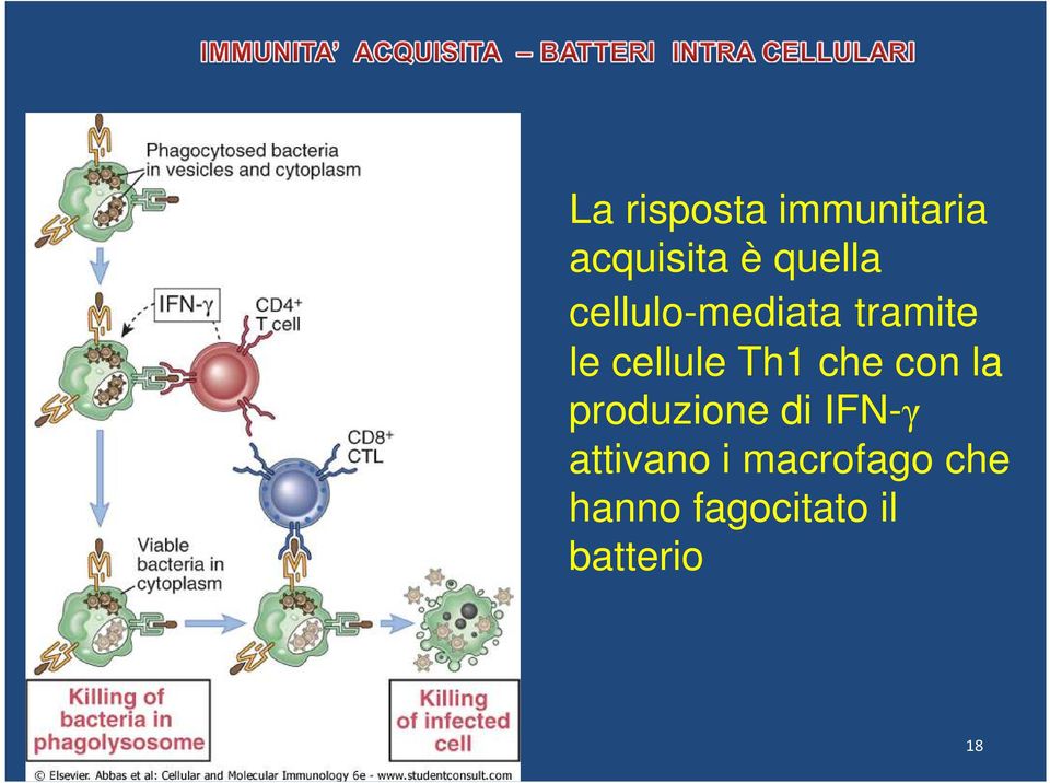 con la produzione di IFN-γ attivano i