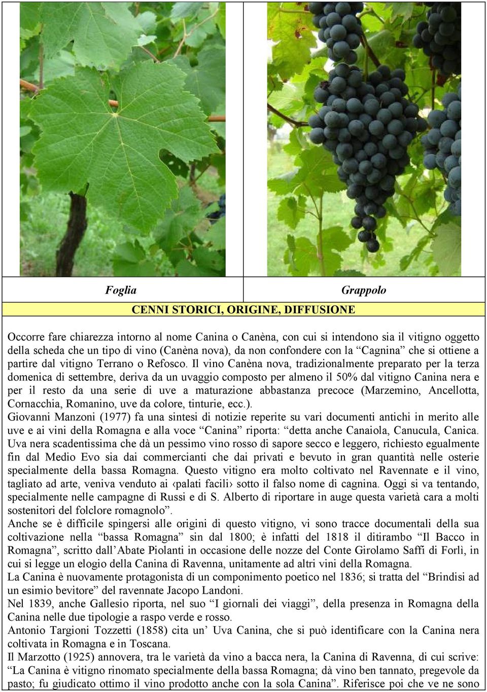 Il vino Canèna nova, tradizionalmente preparato per la terza domenica di settembre, deriva da un uvaggio composto per almeno il 50% dal vitigno Canina nera e per il resto da una serie di uve a