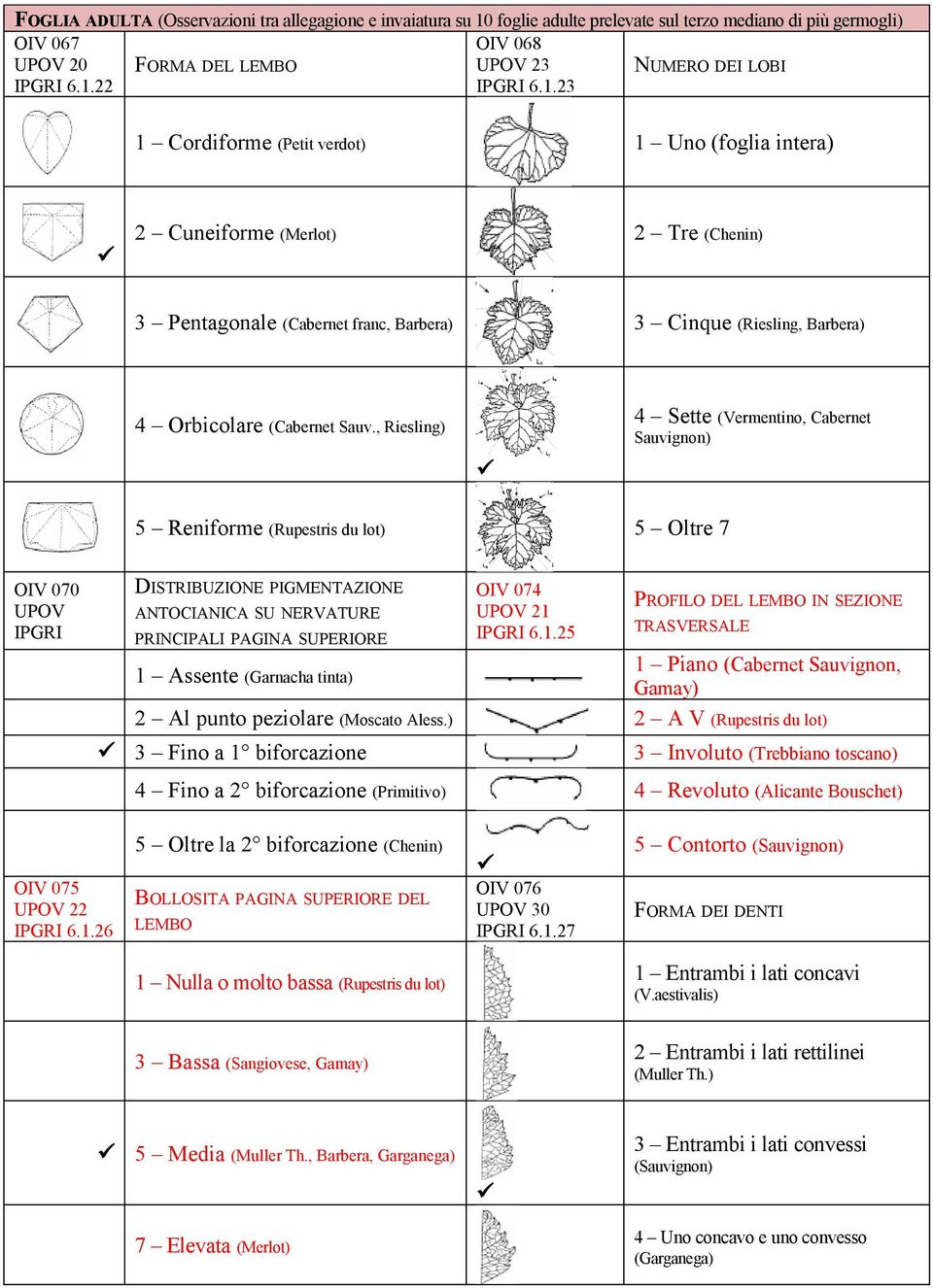 22 FORMA DEL LEMBO OIV 068 23 6.1.