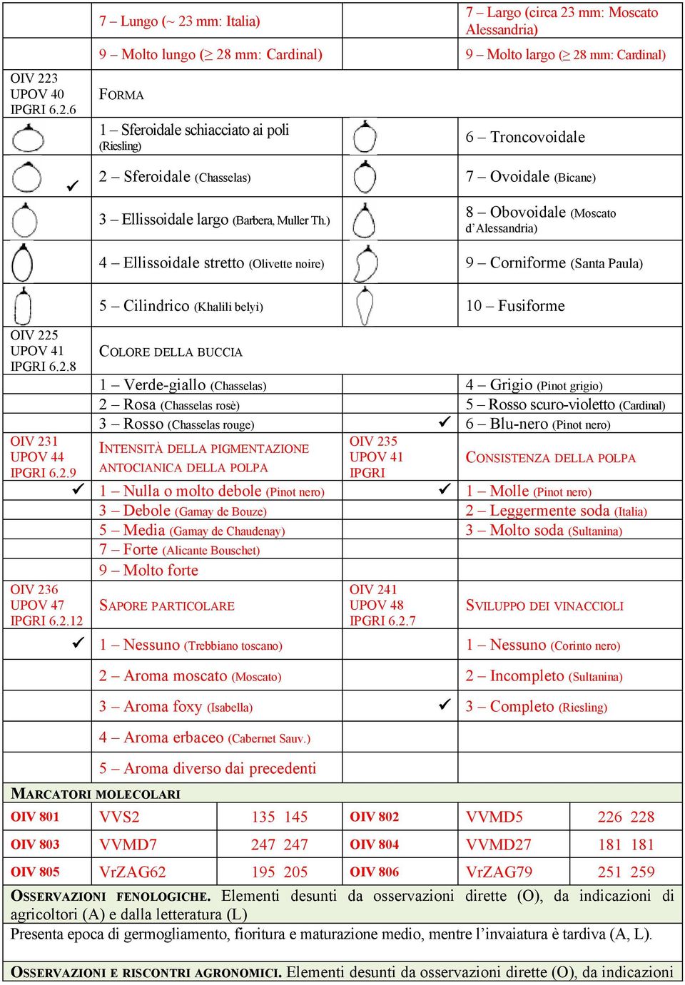 6 7 Lungo (~ 23 mm: Italia) 7 Largo (circa 23 mm: Moscato Alessandria) 9 Molto lungo ( 28 mm: Cardinal) 9 Molto largo ( 28 mm: Cardinal) FORMA 1 Sferoidale schiacciato ai poli (Riesling) 6