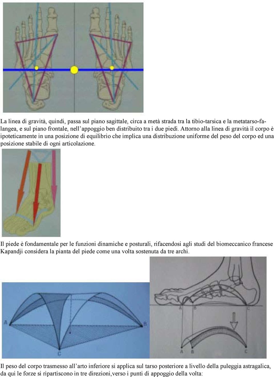 Il piede è fondamentale per le funzioni dinamiche e posturali, rifacendosi agli studi del biomeccanico francese Kapandji considera la pianta del piede come una volta sostenuta da tre archi.