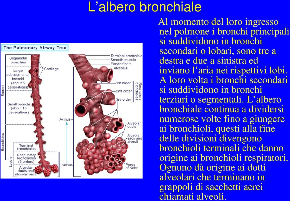 L albero bronchiale continua a dividersi numerose volte fino a giungere ai bronchioli, questi alla fine delle divisioni divengono bronchioli