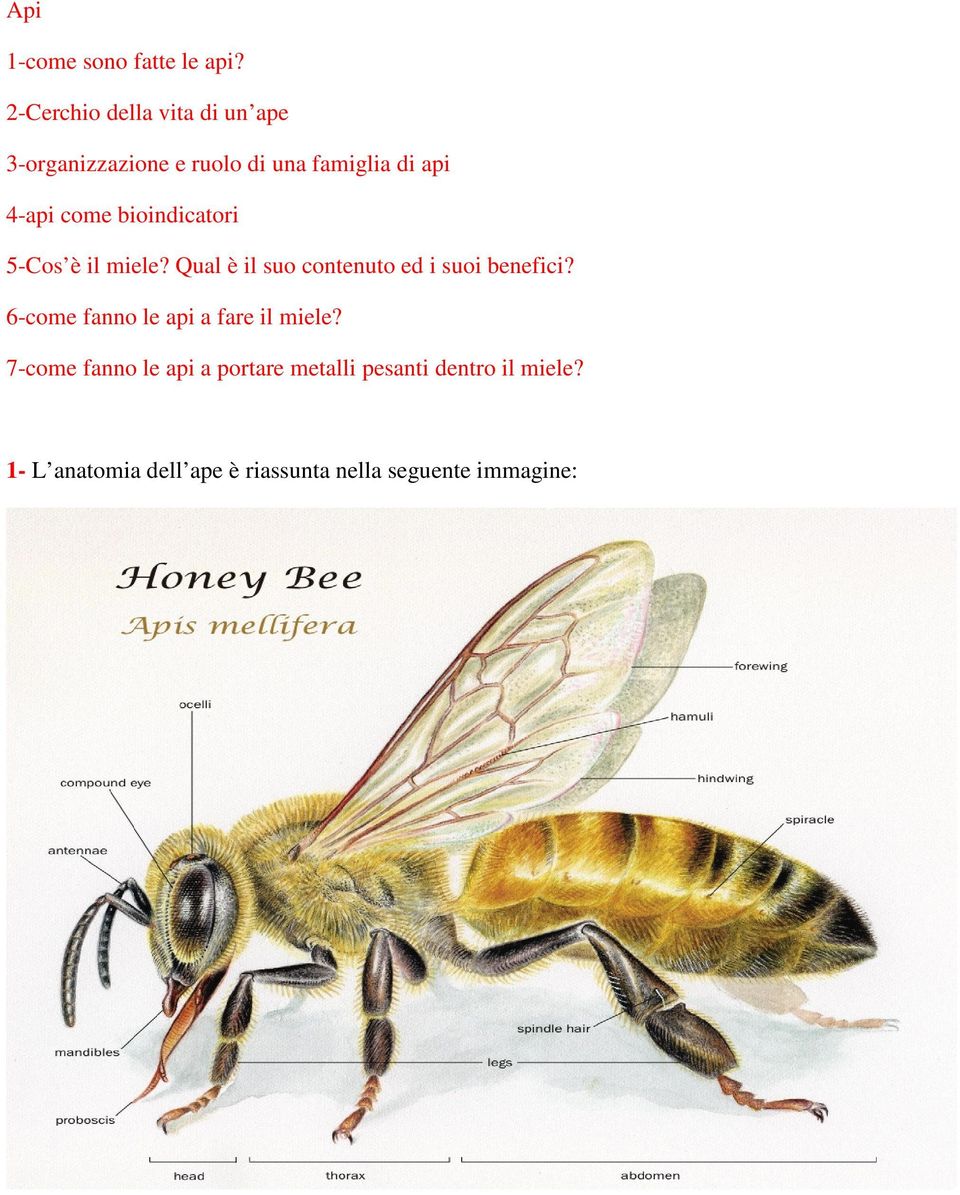 come bioindicatori 5-Cos è il miele? Qual è il suo contenuto ed i suoi benefici?