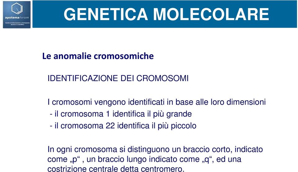 il cromosoma 22 identifica il più piccolo In ogni cromosoma si distinguono un braccio corto,