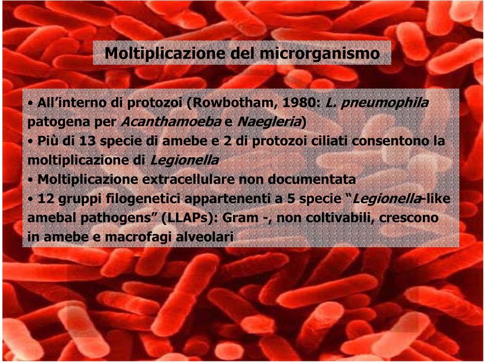 consentono la moltiplicazione di Legionella Moltiplicazione extracellulare non documentata 12 gruppi