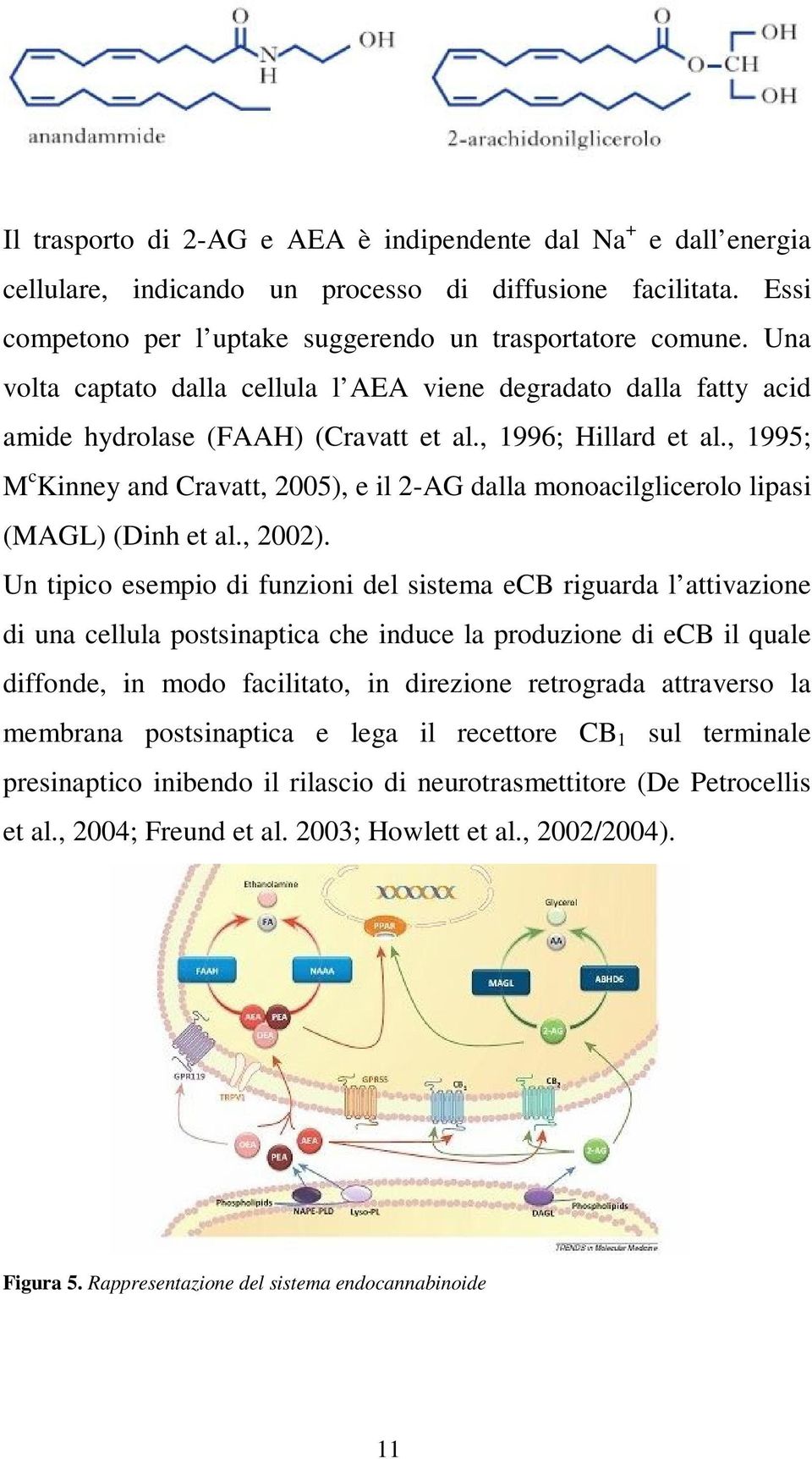 , 1995; M c Kinney and Cravatt, 2005), e il 2-AG dalla monoacilglicerolo lipasi (MAGL) (Dinh et al., 2002).