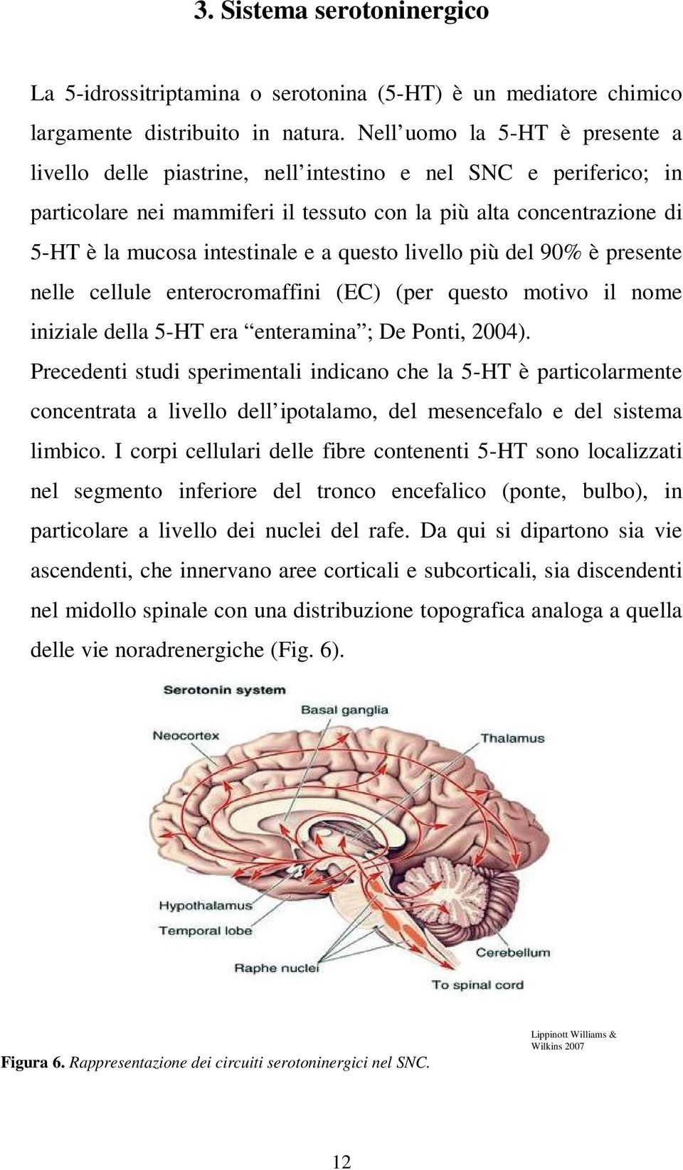 a questo livello più del 90% è presente nelle cellule enterocromaffini (EC) (per questo motivo il nome iniziale della 5-HT era enteramina ; De Ponti, 2004).