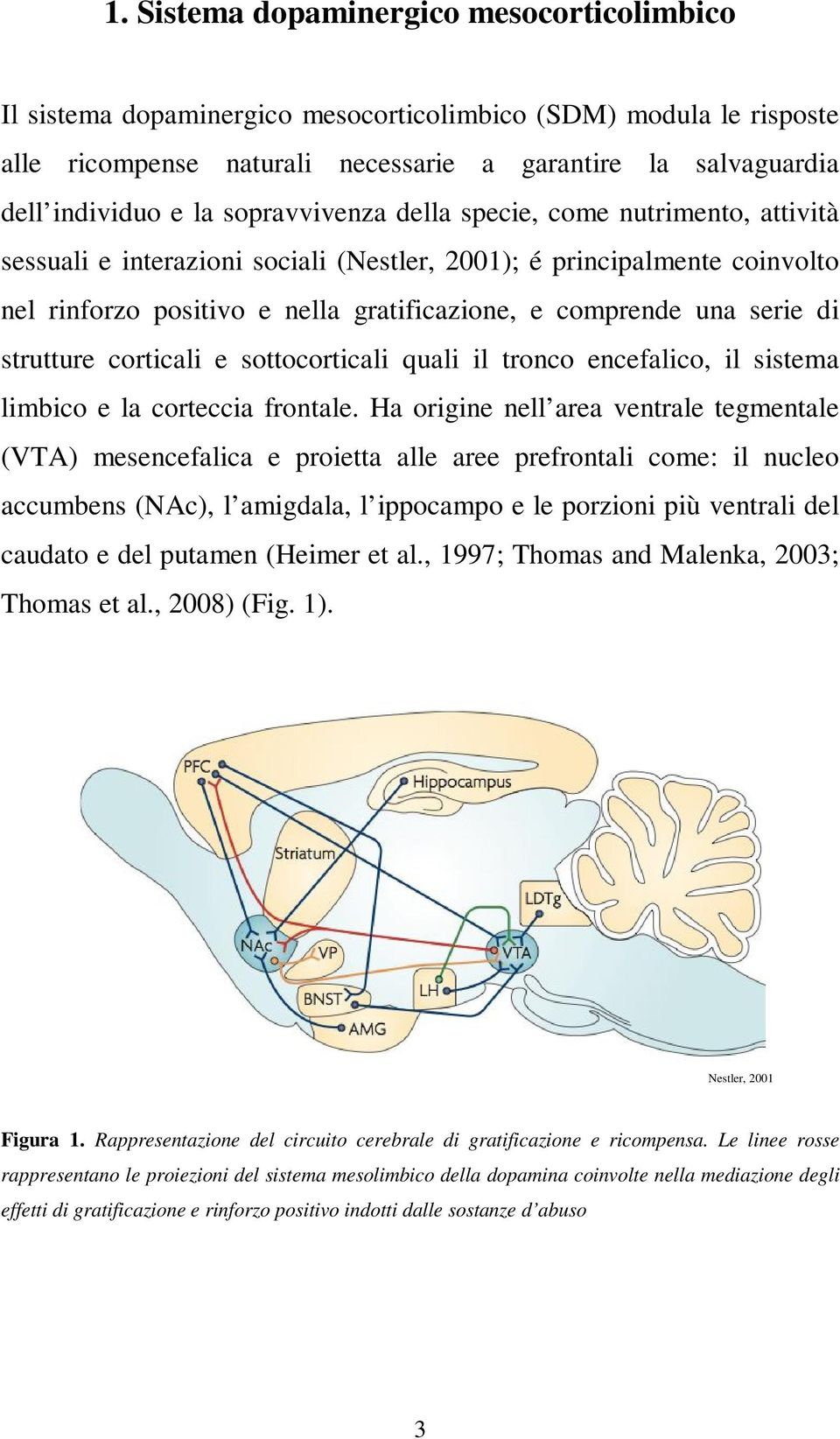 strutture corticali e sottocorticali quali il tronco encefalico, il sistema limbico e la corteccia frontale.