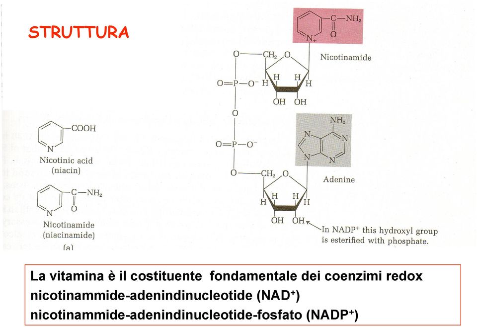 nicotinammide-adenindinucleotide (NAD +