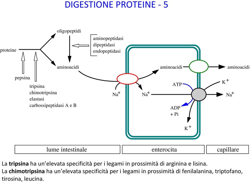 intestinale enterocita capillare La tripsina ha un elevata specificità per i legami in prossimità di arginina e