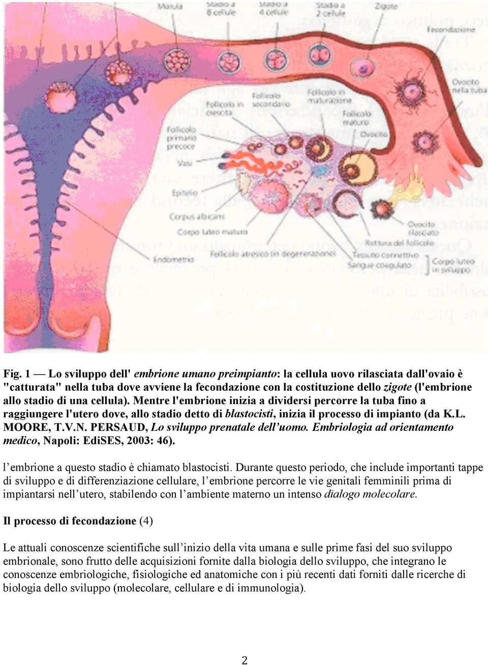 PERSAUD, Lo sviluppo prenatale dell uomo. Embriologia ad orientamento medico, Napoli: EdiSES, 2003: 46). l embrione a questo stadio è chiamato blastocisti.