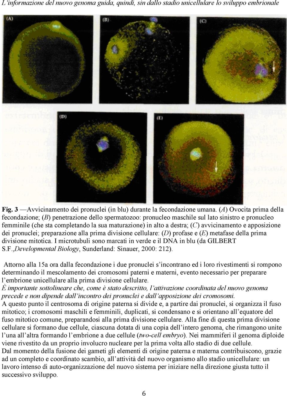 avvicinamento e apposizione dei pronuclei; preparazione alla prima divisione cellulare: (D) profase e (E) metafase della prima divisione mitotica.