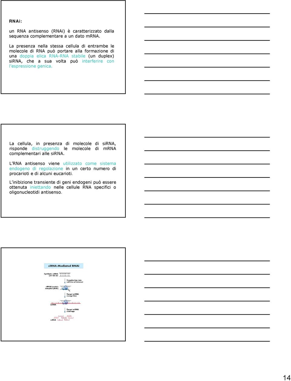 interferire con l espressione genica. La cellula, in presenza di molecole di sirna, risponde distruggendo le molecole di mrna complementari alle sirna.