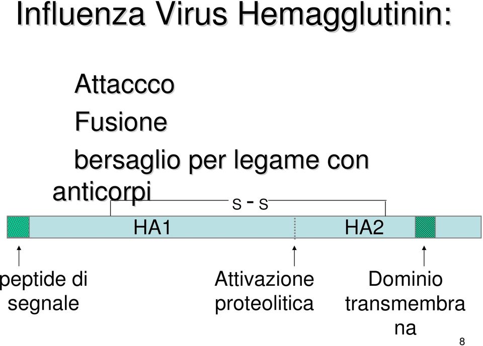 anticorpi HA1 S - S HA2 peptide di
