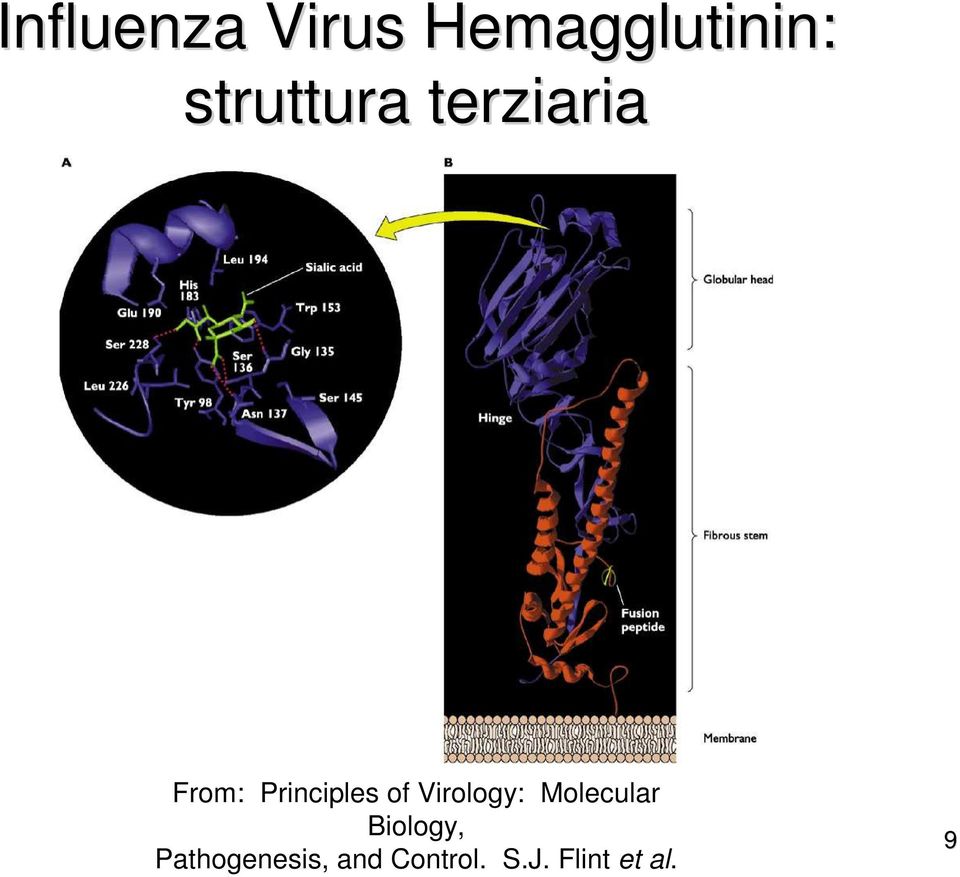 of Virology: Molecular Biology,