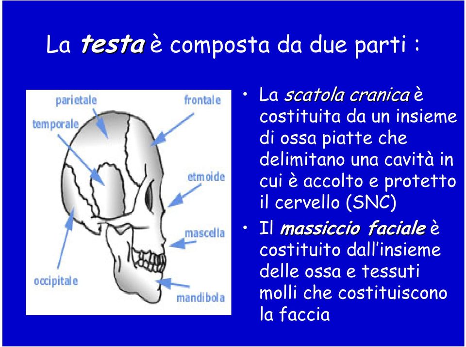 accolto e protetto il cervello (SNC) Il massiccio faciale è