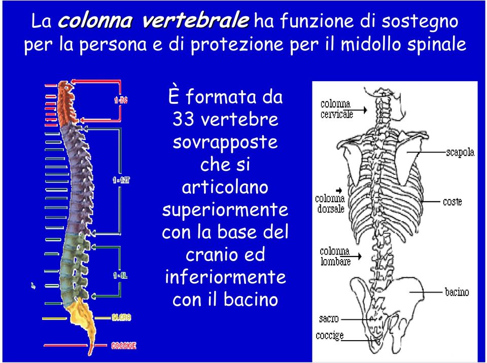 da 33 vertebre sovrapposte che si articolano