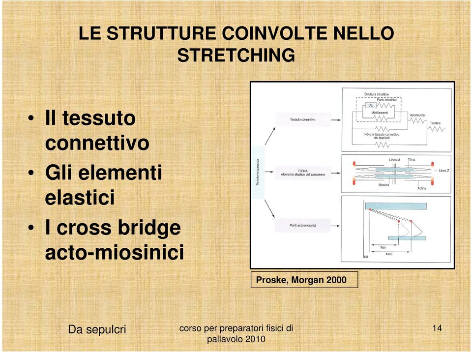 elementi elastici I cross bridge