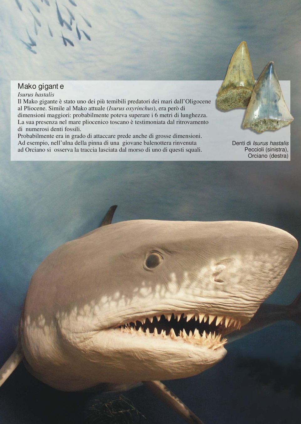 La sua presenza nel mare pliocenico toscano è testimoniata dal ritrovamento di numerosi denti fossili.