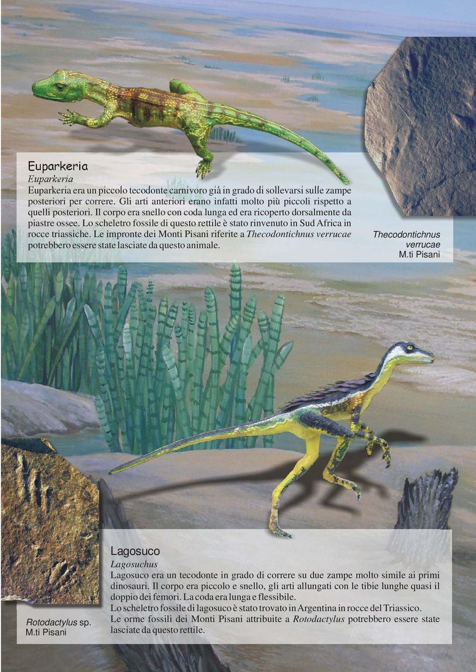 Lo scheletro fossile di questo rettile è stato rinvenuto in Sud Africa in rocce triassiche.