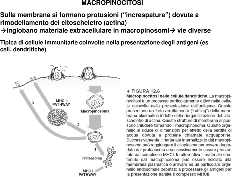 extracellulare in macropinosomi vie diverse Tipica di cellule