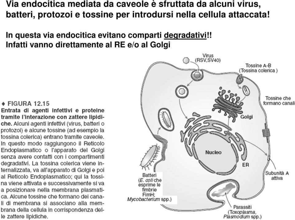 cellula attaccata!