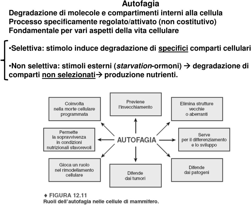 cellulare Selettiva: stimolo induce degradazione di specifici comparti cellulari Non