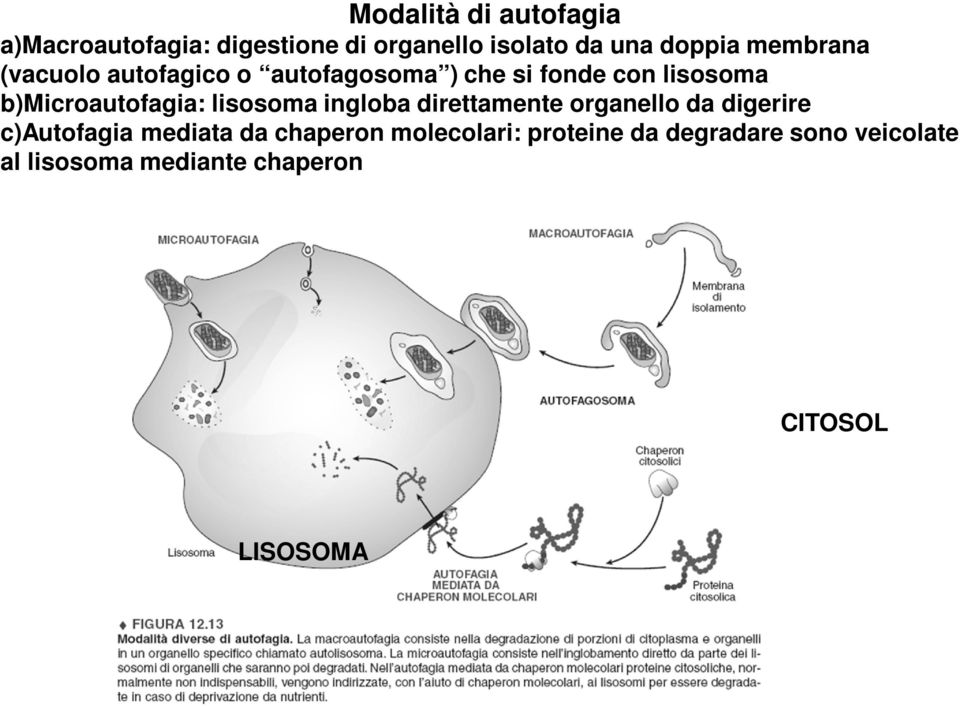 b)microautofagia: lisosoma ingloba direttamente organello da digerire c)autofagia