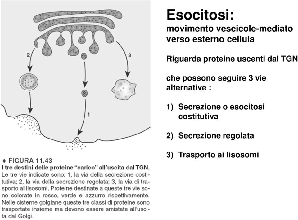 seguire 3 vie alternative : 1) Secrezione o esocitosi