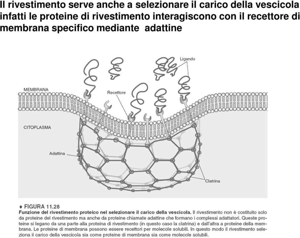 proteine di rivestimento interagiscono con