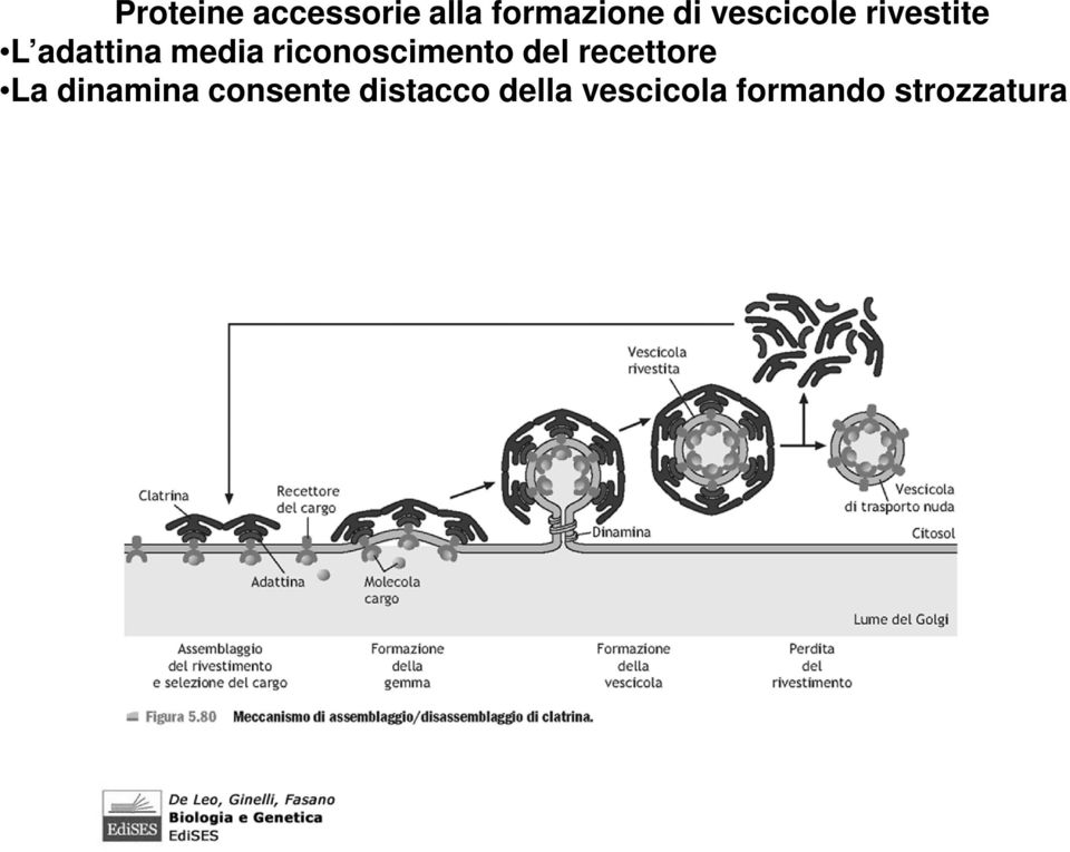 riconoscimento del recettore La dinamina