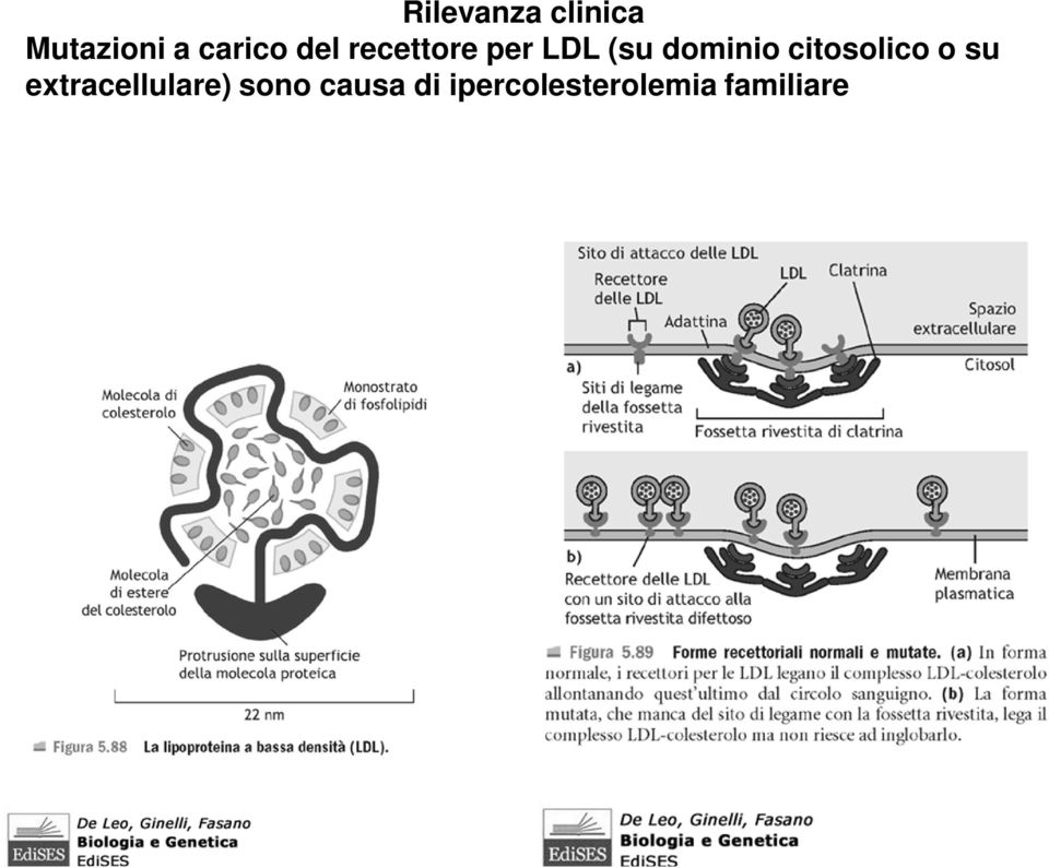 citosolico o su extracellulare) sono