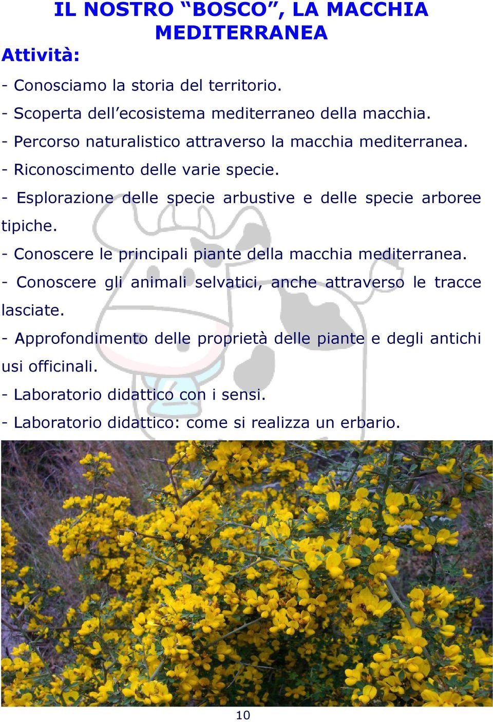 - Esplorazione delle specie arbustive e delle specie arboree tipiche. - Conoscere le principali piante della macchia mediterranea.