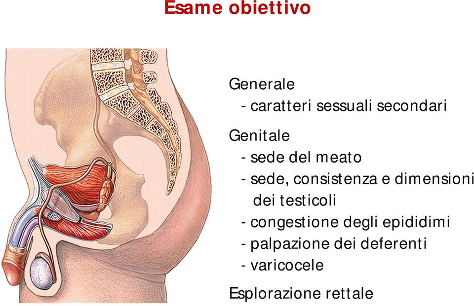 consistenza e dimensioni dei testicoli - congestione