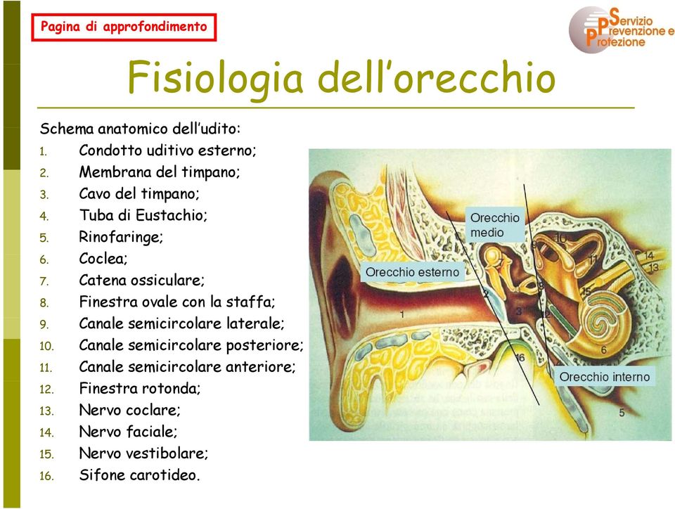 Catena ossiculare; 8. Finestra ovale con la staffa; 9. Canale semicircolare i laterale; l 10.