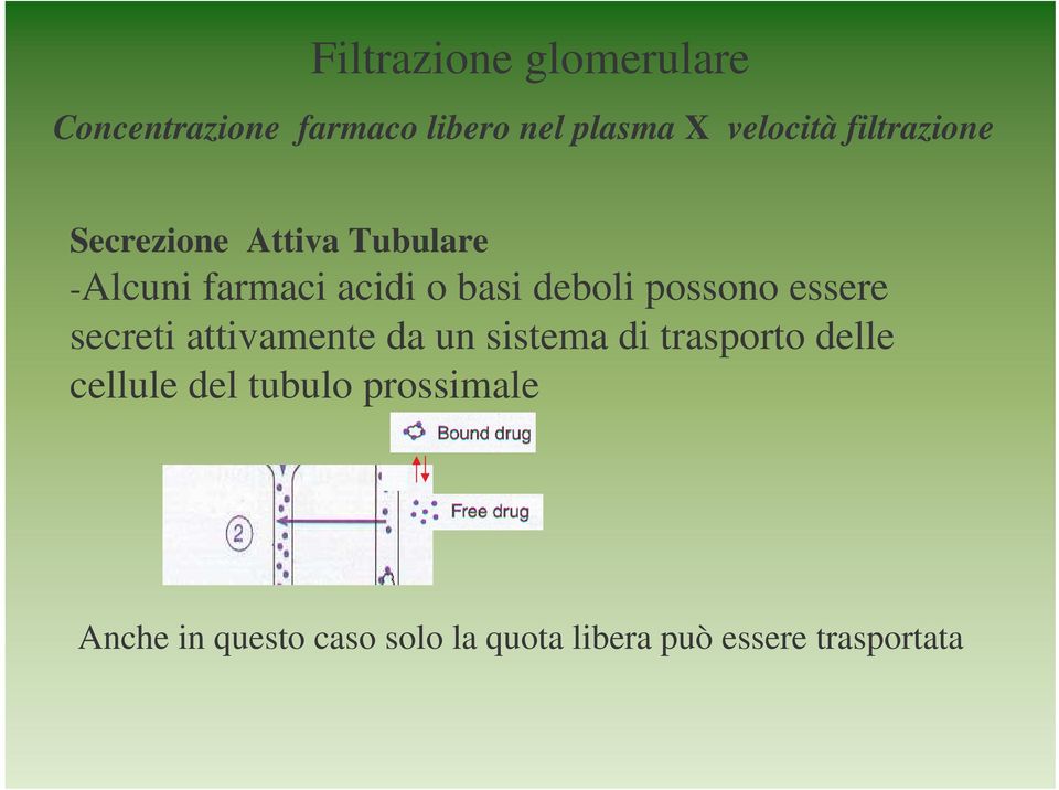 possono essere secreti attivamente da un sistema di trasporto delle cellule