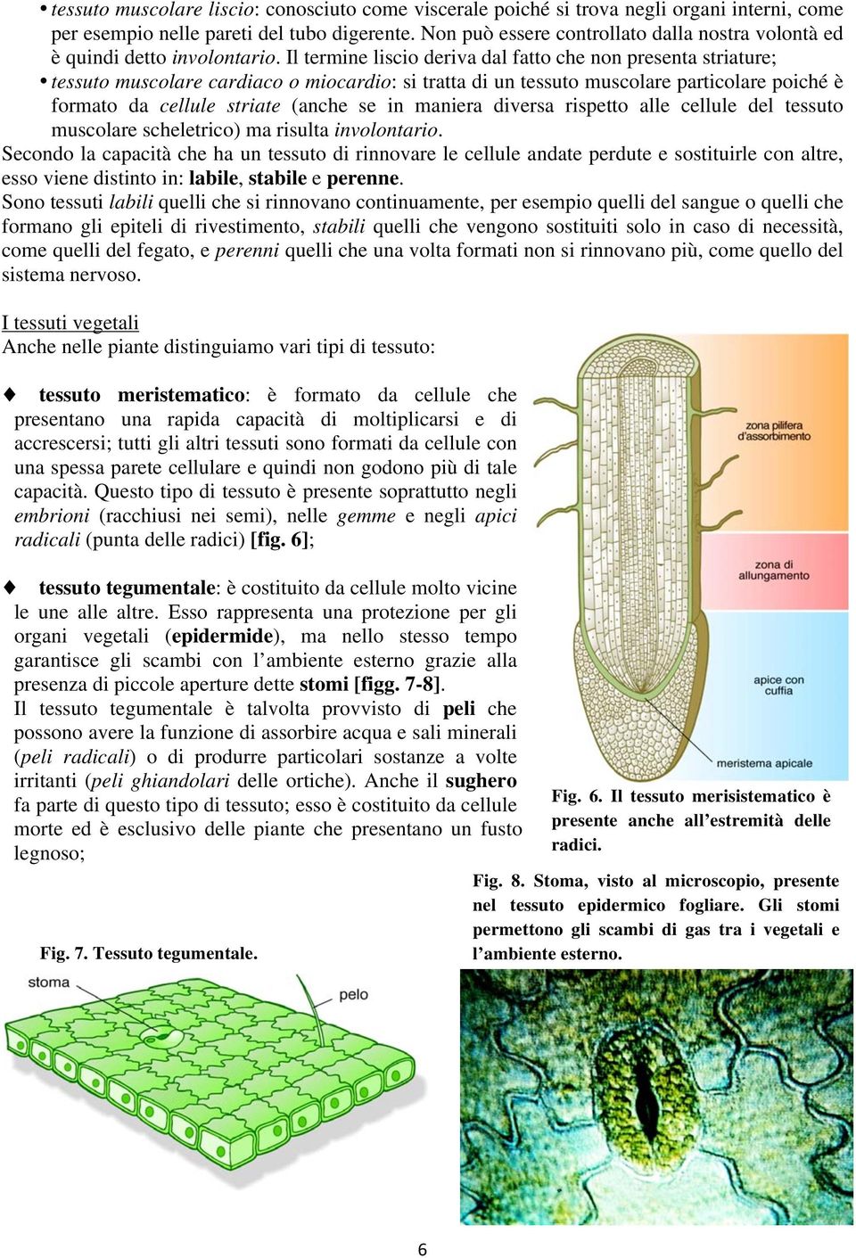 Il termine liscio deriva dal fatto che non presenta striature; tessuto muscolare cardiaco o miocardio: si tratta di un tessuto muscolare particolare poiché è formato da cellule striate (anche se in