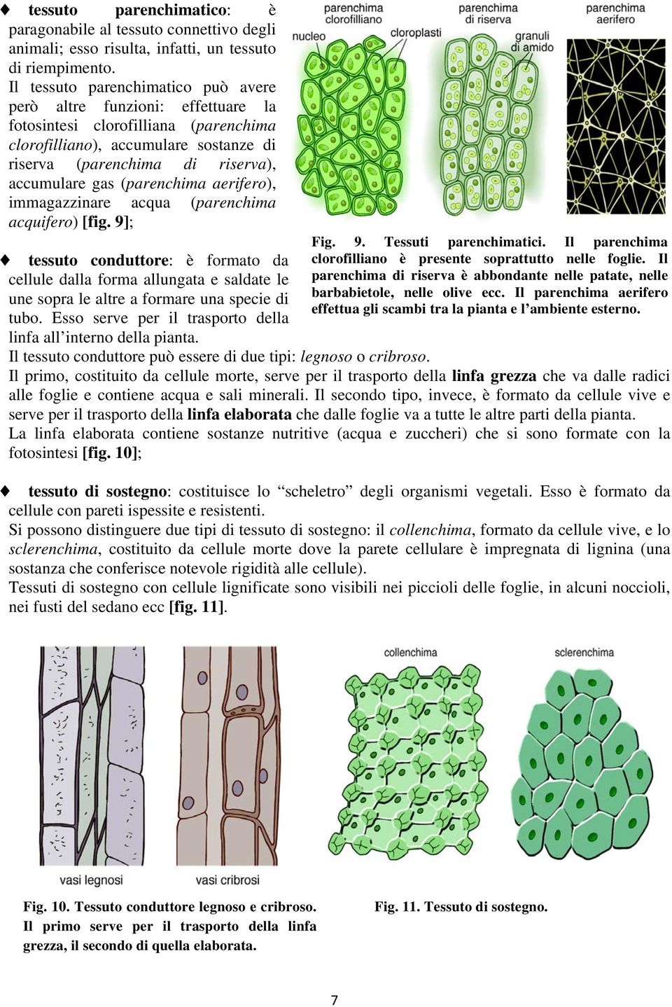 (parenchima aerifero), immagazzinare acqua (parenchima acquifero) [fig. 9]; tessuto conduttore: è formato da cellule dalla forma allungata e saldate le une sopra le altre a formare una specie di tubo.