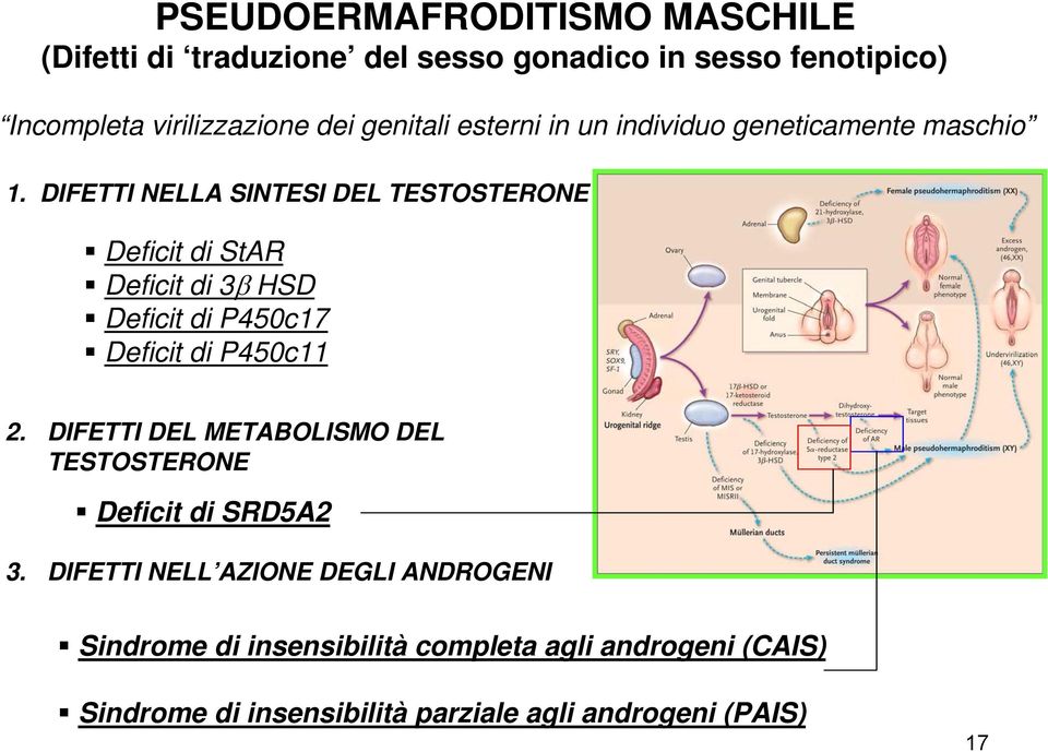 DIFETTI NELLA SINTESI DEL TESTOSTERONE Deficit di StAR Deficit di 3β HSD Deficit di P450c17 Deficit di P450c11 2.