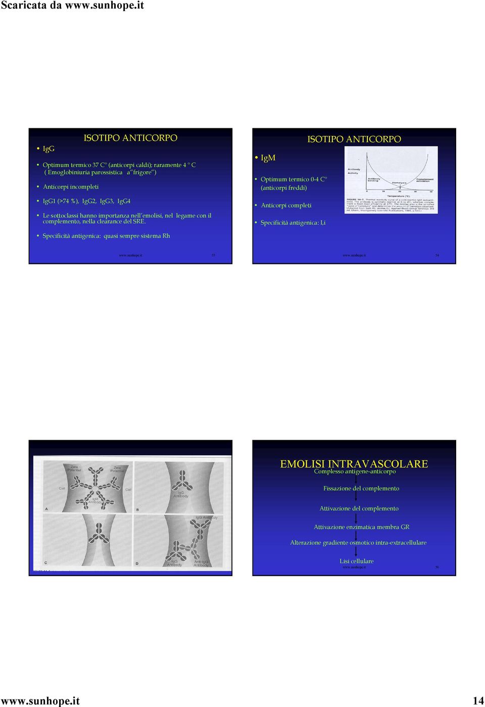 IgM Optimum termico 0-4 C (anticorpi freddi) Anticorpi completi Specificità antigenica: I,i ISOTIPO ANTICORPO Specificità antigenica: quasi sempre sistema Rh www.sunhope.it 53 www.