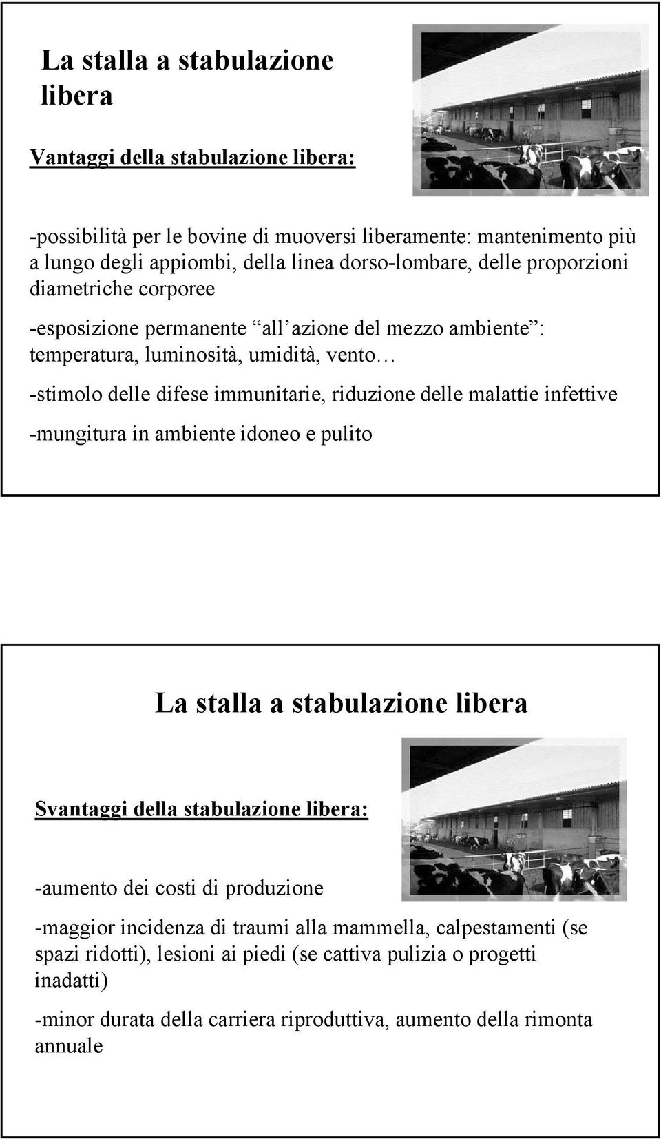 riduzione delle malattie infettive -mungitura in ambiente idoneo e pulito La stalla a stabulazione libera Svantaggi della stabulazione libera: -aumento dei costi di produzione -maggior