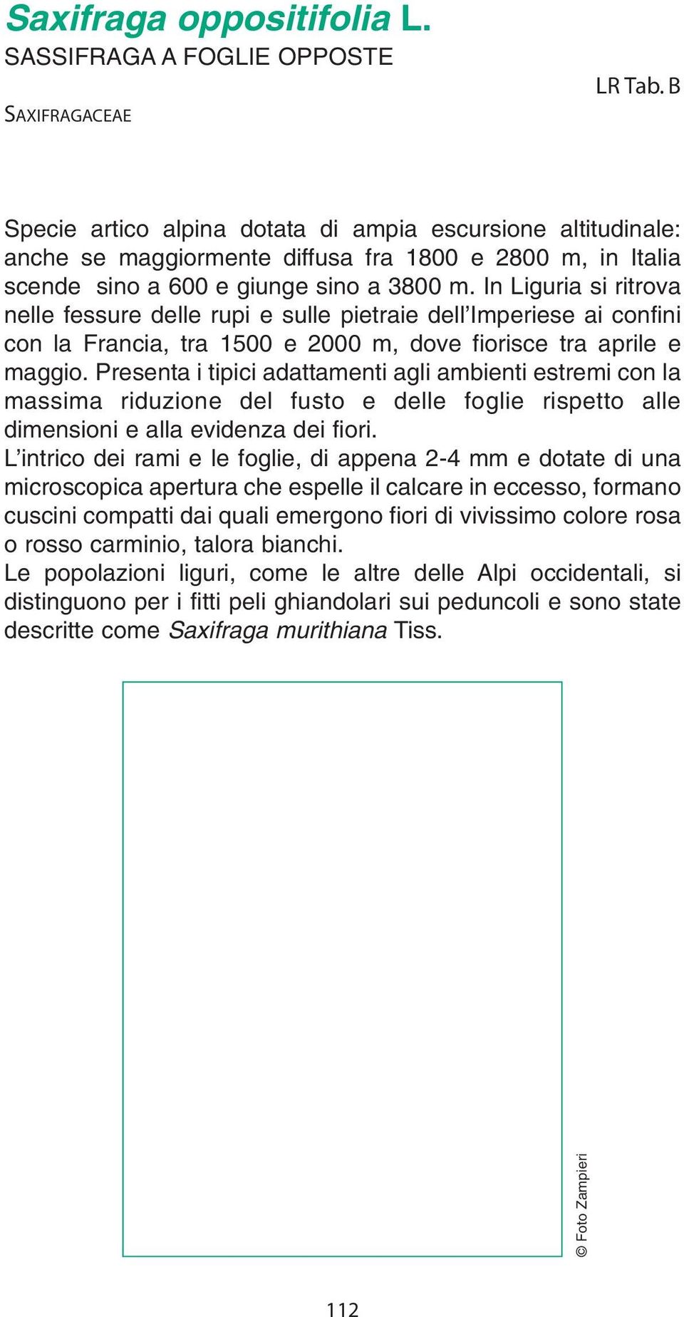 In Liguria si ritrova nelle fessure delle rupi e sulle pietraie dell Imperiese ai confini con la Francia, tra 1500 e 2000 m, dove fiorisce tra aprile e maggio.