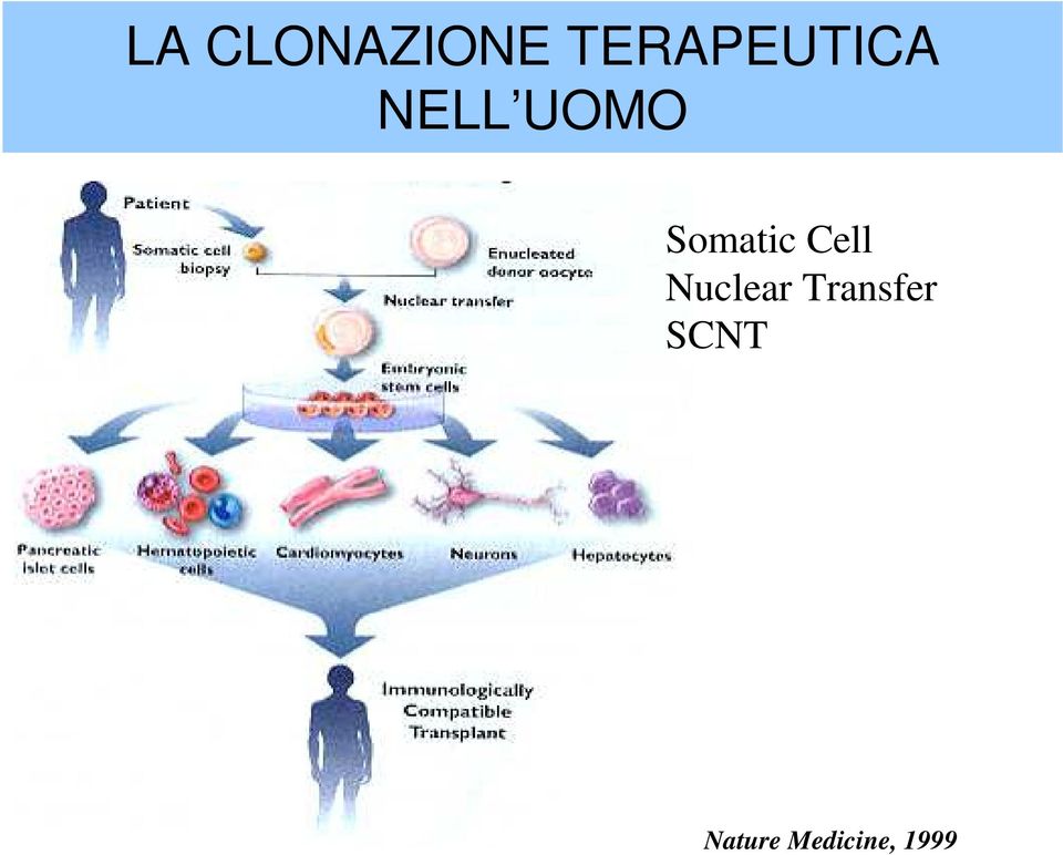 Somatic Cell Nuclear